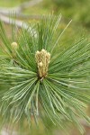 Western White Pine emerging new foliage among needles
