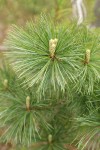 Western White Pine emerging new foliage among needles