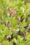 Bog Bluberry blossoms & foliage
