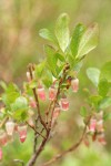 Bog Bluberry blossoms & foliage