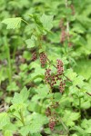 Red Swamp Currant blossoms & foliage