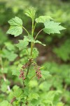 Red Swamp Currant blossoms & foliage
