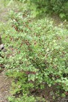 Fuchsia-flowered Gooseberry