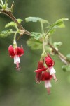 Fuchsia-flowered Gooseberry blossoms & foliage