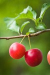 Cherry Plum fruit among foliage