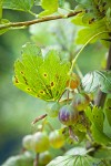Snake River Gooseberry fruit among foliage