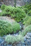 Barton's Raspberry, Blue Elderberry, Artemisia at mouth of Sawpit creek