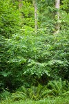 Common Filbert w/ Sword Ferns at base