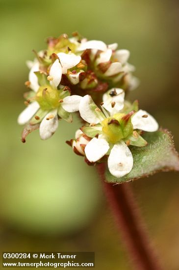 Saxifraga integrifolia
