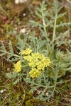 Bigseed Lomatium (Biscuitroot)