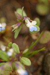 Small-flowered Blue-eyed Mary extreme detail