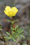 The Dalles Mountain Buttercup (Obscure Buttercup)