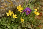 The Dalles Mountain Buttercup (Obscure Buttercup), Grass Widow