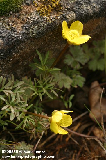 Ranunculus triternatus (R. reconditus); Olsynium douglasii