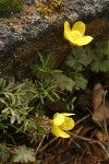 The Dalles Mountain Buttercup (Obscure Buttercup), Grass Widow