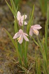 Grass Widows (pale lavender form)