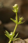 Annual Bedstraw