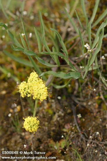 Lomatium bicolor var. leptocarpum (L. leptocarpum)