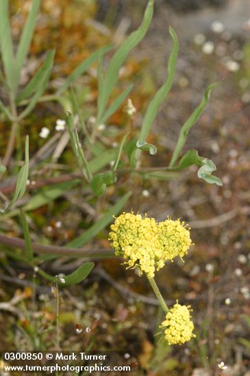 Lomatium bicolor var. leptocarpum (L. leptocarpum)