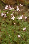 Small-flowered Prairie Stars