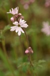 Small-flowered Prairie Star blossoms detail