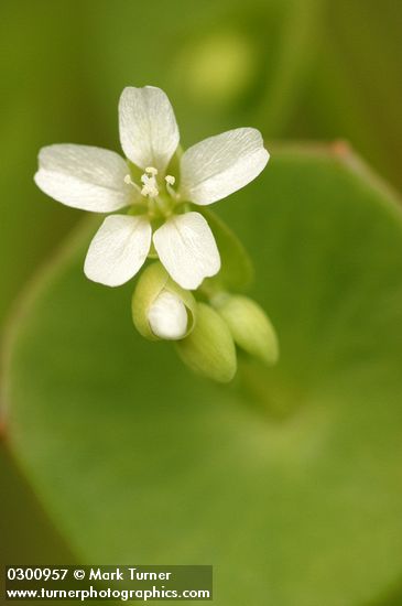 Claytonia perfoliata ssp. perfoliata (Montia perfoliata)