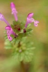Clasping Henbit blossoms & foliage detail