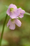 Slender Toothwort blossoms detail