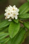 Bog Labrador Tea blossoms & foliage detail