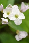 Coast Toothwort (Milkmaids) blossoms detail