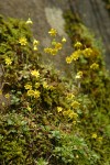 Spring Gold on moss-covered cliff