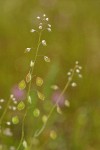 Fringe Pod blossoms & immature seed pods