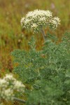 Large-fruited Biscuitroot blossoms & foliage