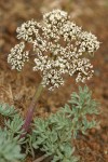 Canby's Desert Parsley