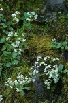 Western Saxifrage among mosses on rocky cliff