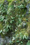 Western Saxifrage among mosses on rocky cliff
