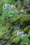 Small-flowered Prairie Star among mosses on rocky cliff