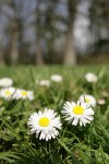 English Daisies in lawn, low angle w/ trees soft focus bkgnd