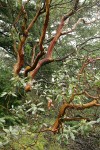 Pacific Madrone wet trunks & foliage