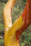 Pacific Madrone wet trunk & peeling bark detail