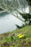 Spring Gold (fFne-leaf Desert Parsley) on grassy slope w/ Deception Pass & bridge soft bkgnd