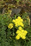 Spring Gold (fFne-leaf Desert Parsley)