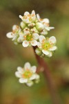 Early Saxifrage blossoms detail