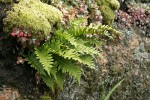 Licorice Ferns & Pacific Sedum among mosses on lichen-covered rock