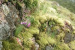 Grass Widows against lichen-covered rock w/ Pacific Sedum among mosses
