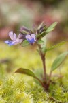Small-flowered Blue-eyed Mary among moss