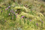 Grass Widows among mosses