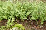 Licorice Ferns