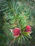 Douglas-fir female flowers & foliage