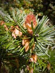 Douglas-fir female & male cones among foliage